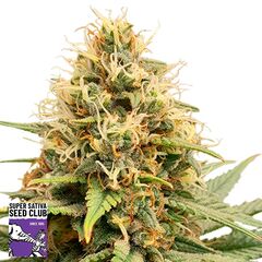 Crystal White Kush, Фасовка: 3